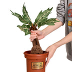 Produktbild Harry Potter - Alraune Plüsch Figur im Topf mit Sound 46 cm