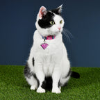 Produktbild Supergirl Klick-Halsband für Hunde rosa-blau