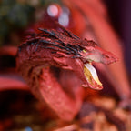 Produktbild Der Herr der Ringe - Smaug Figur