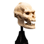 Product image The Lord of the Rings - Skull of Lurtz Mini Statue