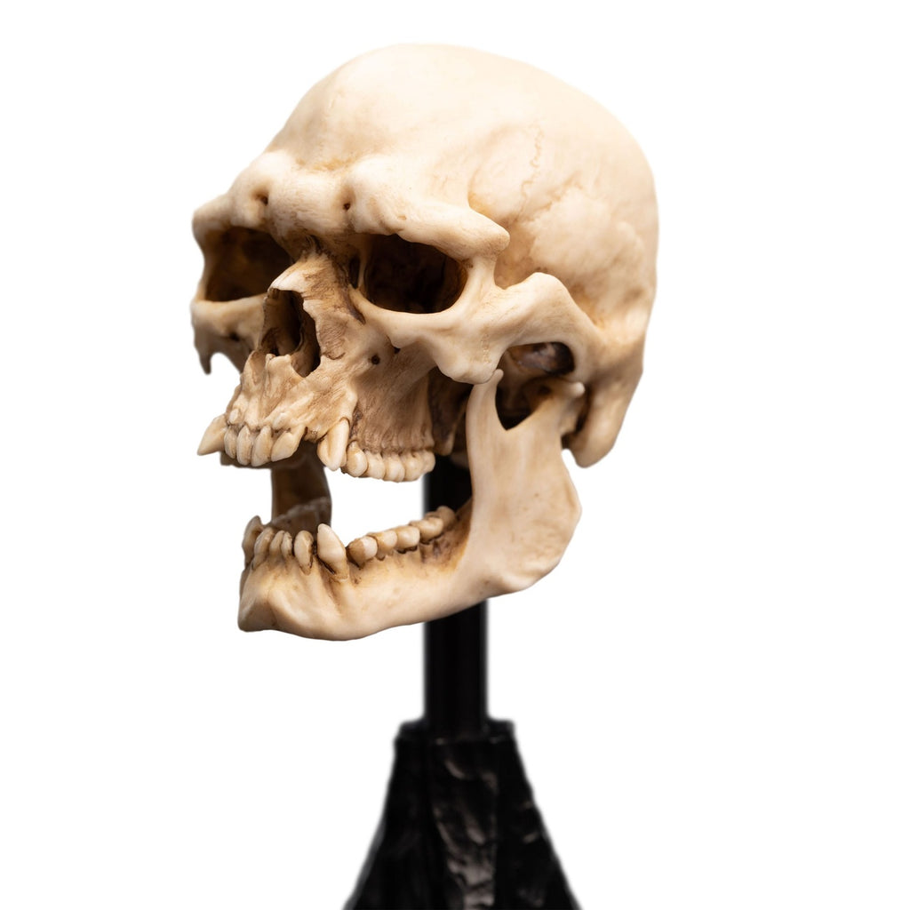 Produktbild Der Herr der Ringe - Skull of a Mordor Orc Mini Statue