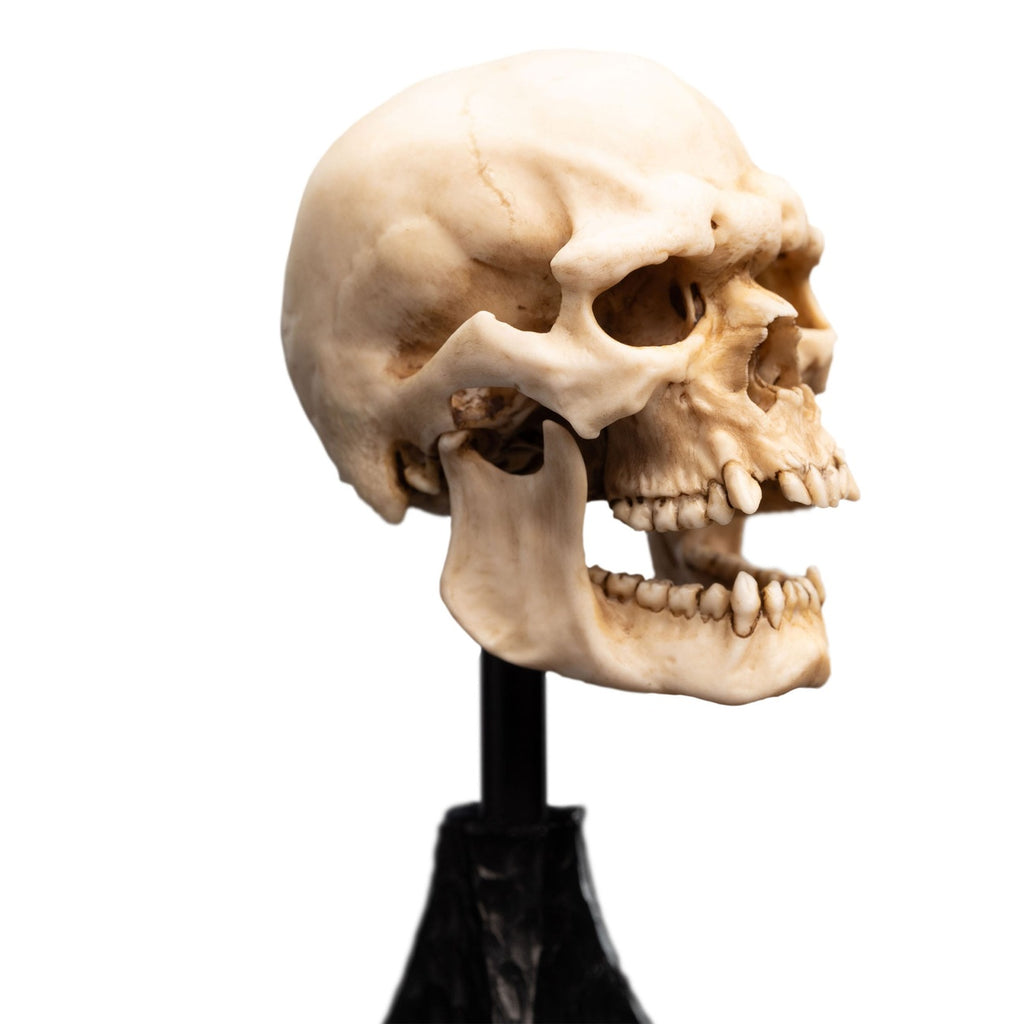 Produktbild Der Herr der Ringe - Skull of a Mordor Orc Mini Statue