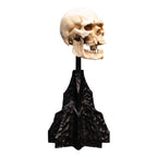 Produktbild Der Herr der Ringe - Skull of a Mordor Orc Mini Statue