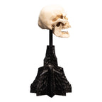 Produktbild Der Herr der Ringe - Skull of a Mordor Orc Mini Statue